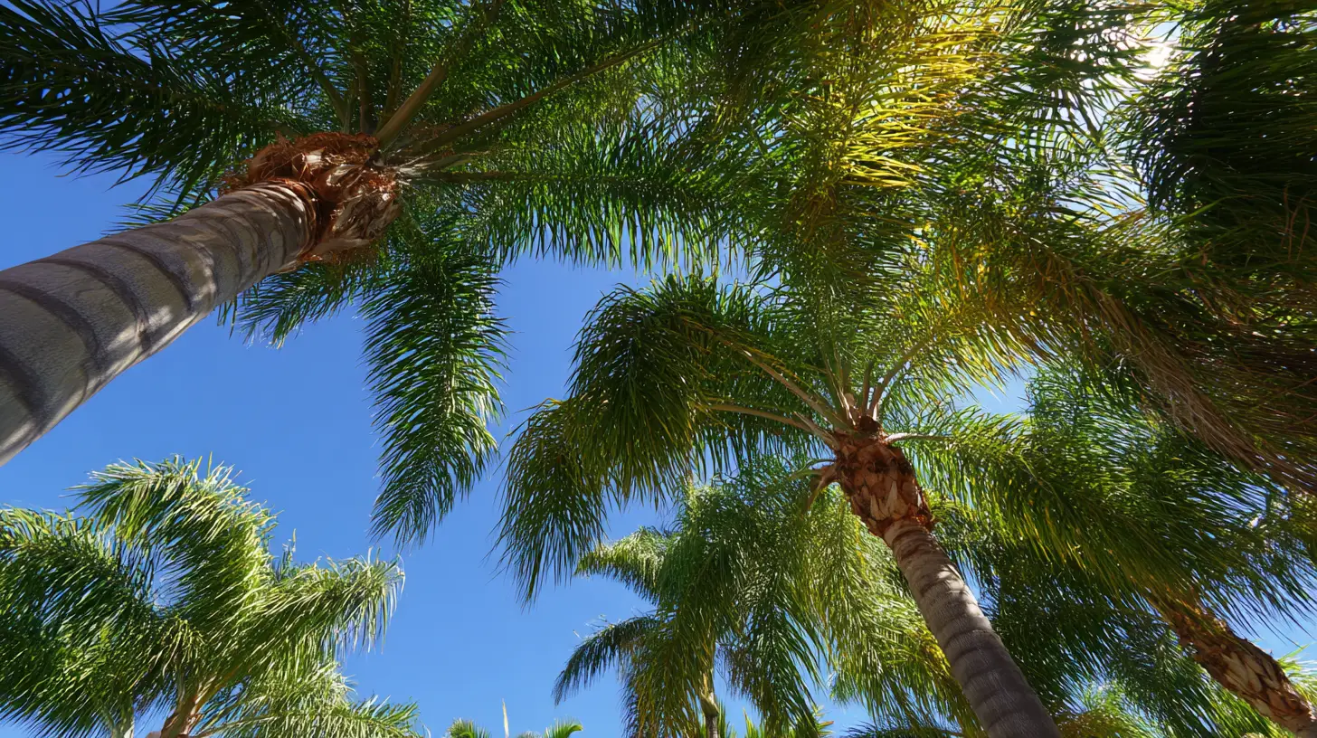 palm injections sarasota fl.png